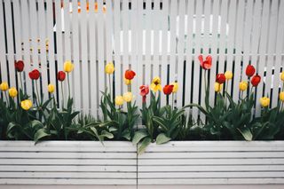 Expert Fence Staining